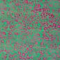 Preview: Jersey Baumwolle Madrid Leo Print grün-pink by Swafing